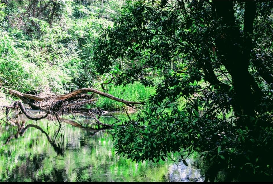 Photo of Purling Brook Falls, Springbrook National Park, Forestry Road, Springbrook QLD, Australia by Mahima Dharani