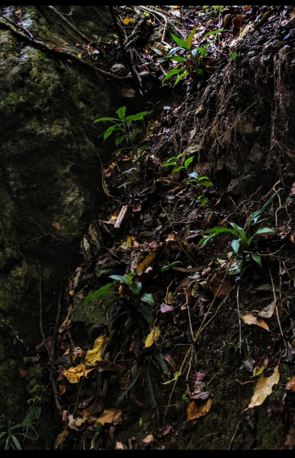 Photo of Purling Brook Falls, Springbrook National Park, Forestry Road, Springbrook QLD, Australia by Mahima Dharani