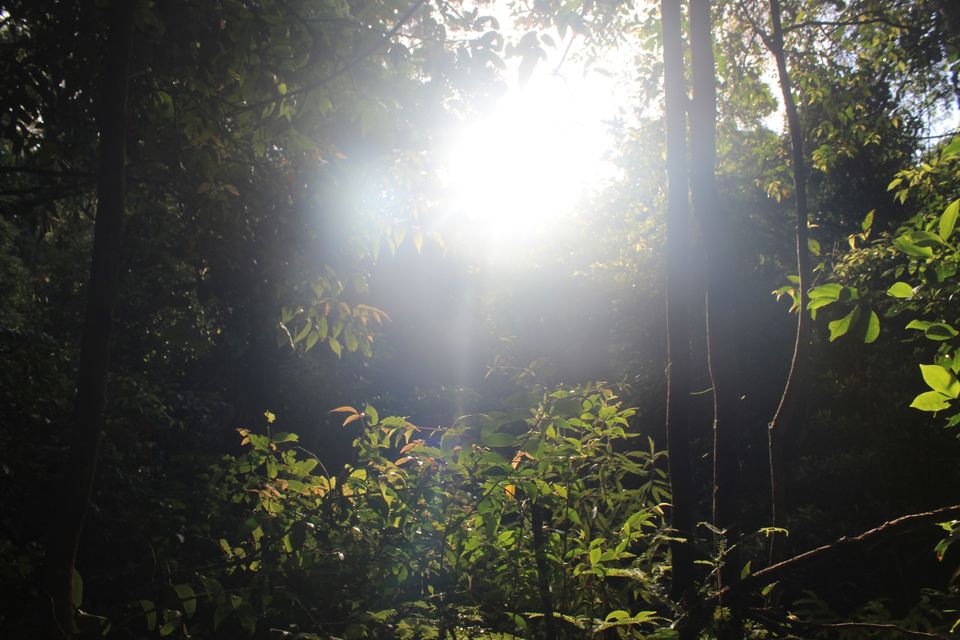 Photo of Tamborine Rainforest Skywalk, Geissmann Dr, Mt Tamborine QLD, Australia by Mahima Dharani