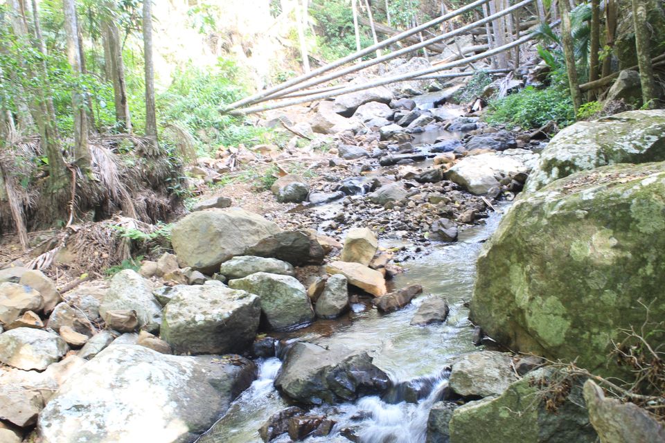 Photo of Tamborine Rainforest Skywalk, Geissmann Dr, Mt Tamborine QLD, Australia by Mahima Dharani