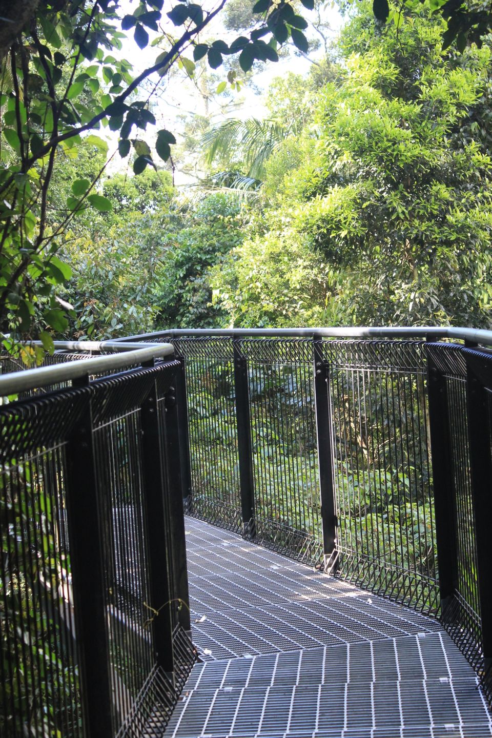 Photo of Tamborine Rainforest Skywalk, Geissmann Dr, Mt Tamborine QLD, Australia by Mahima Dharani
