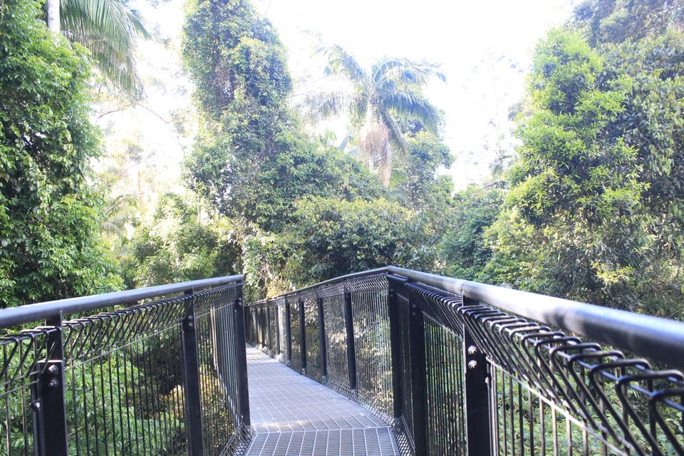 Photo of Tamborine Rainforest Skywalk, Geissmann Dr, Mt Tamborine QLD, Australia by Mahima Dharani