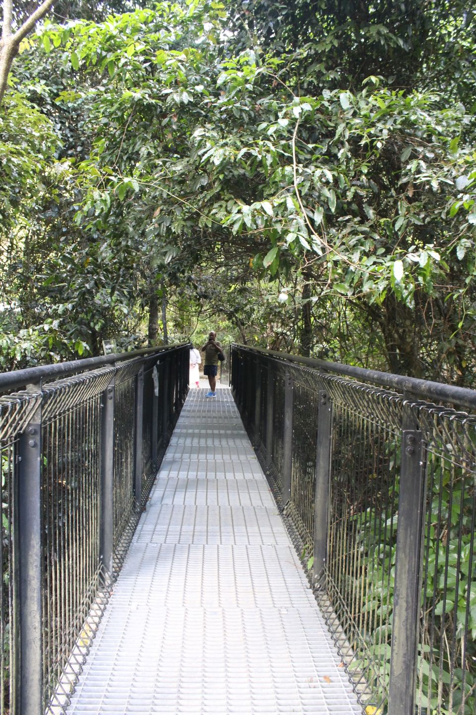 Photo of Tamborine Rainforest Skywalk, Geissmann Dr, Mt Tamborine QLD, Australia by Mahima Dharani