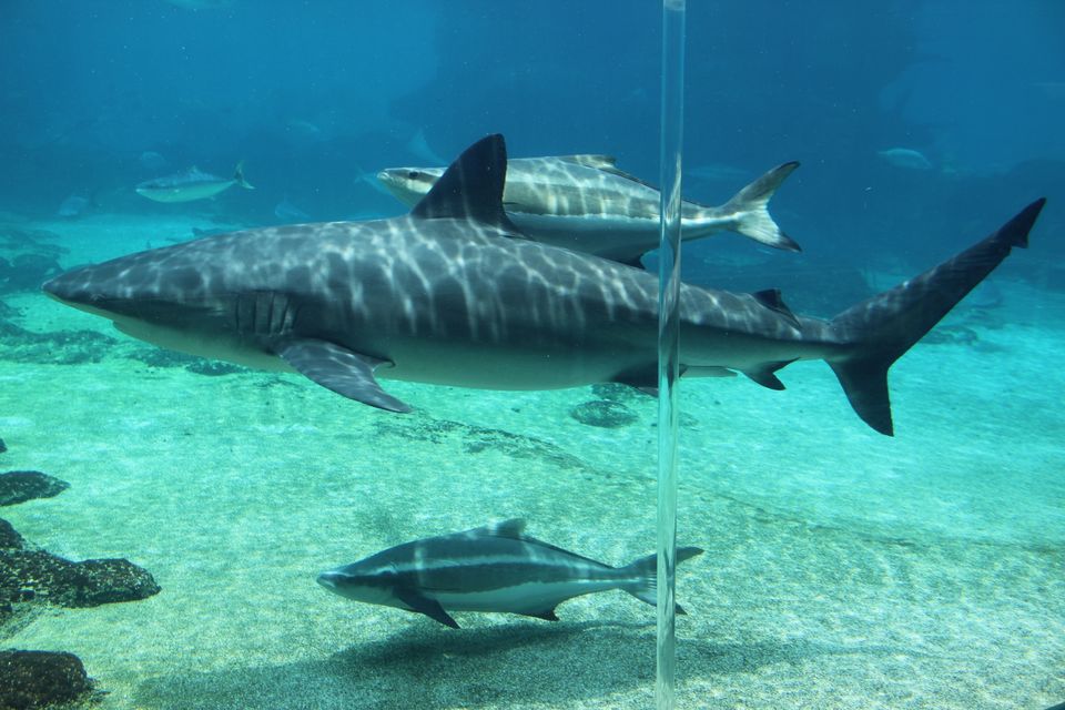 Photo of Sea World, Seaworld Dr, Main Beach Queensland, Australia by Mahima Dharani