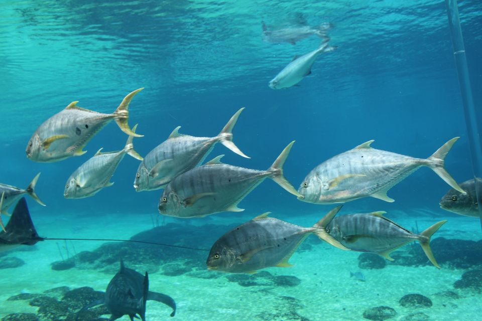 Photo of Sea World, Seaworld Dr, Main Beach Queensland, Australia by Mahima Dharani