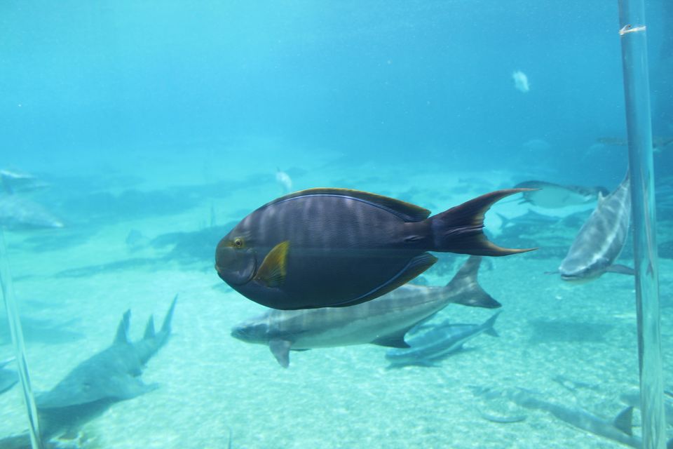 Photo of Sea World, Seaworld Dr, Main Beach Queensland, Australia by Mahima Dharani