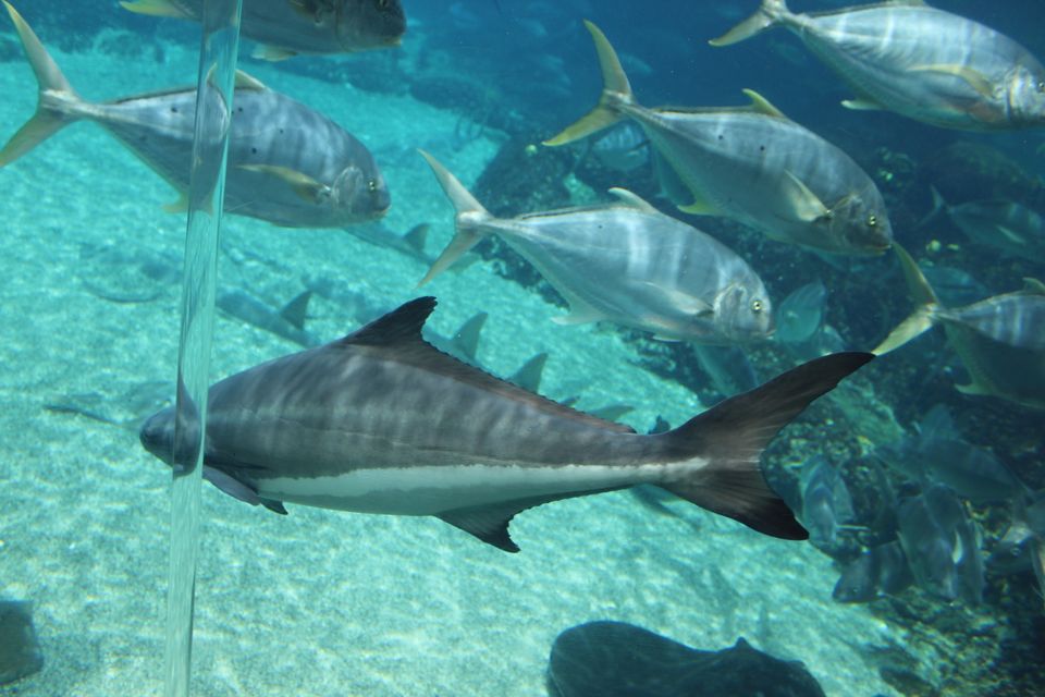 Photo of Sea World, Seaworld Dr, Main Beach Queensland, Australia by Mahima Dharani