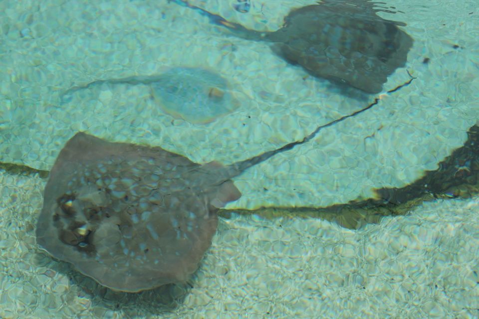 Photo of Sea World, Seaworld Dr, Main Beach Queensland, Australia by Mahima Dharani