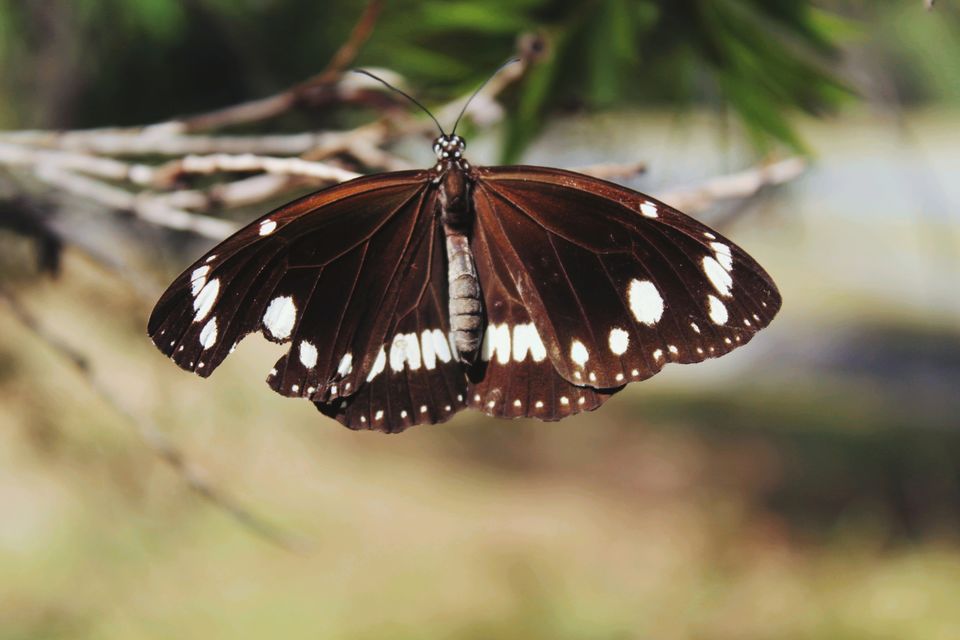 Photo of Varsity Lakes QLD, Australia by Mahima Dharani