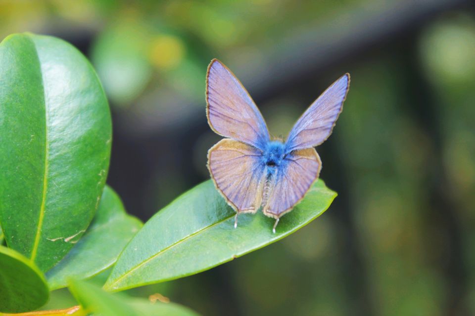 Photo of Varsity Lakes QLD, Australia by Mahima Dharani