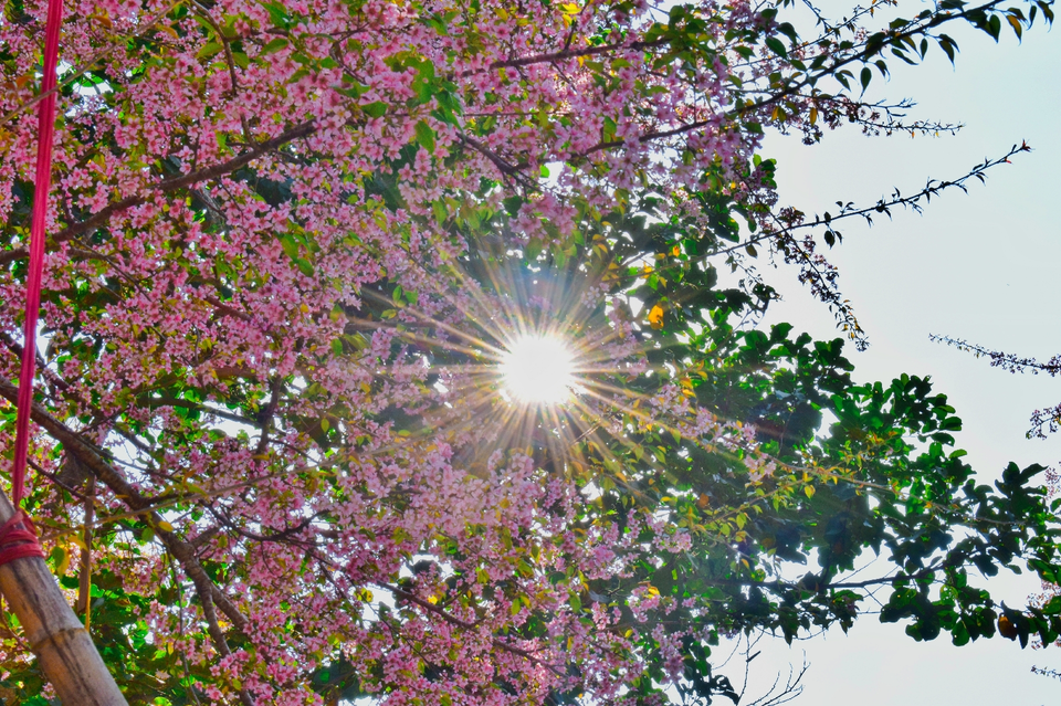 Photo of Every November in Shillong the Valleys come to life with Cherry blossoms. 2/11 by Rohit Kumar Gupta
