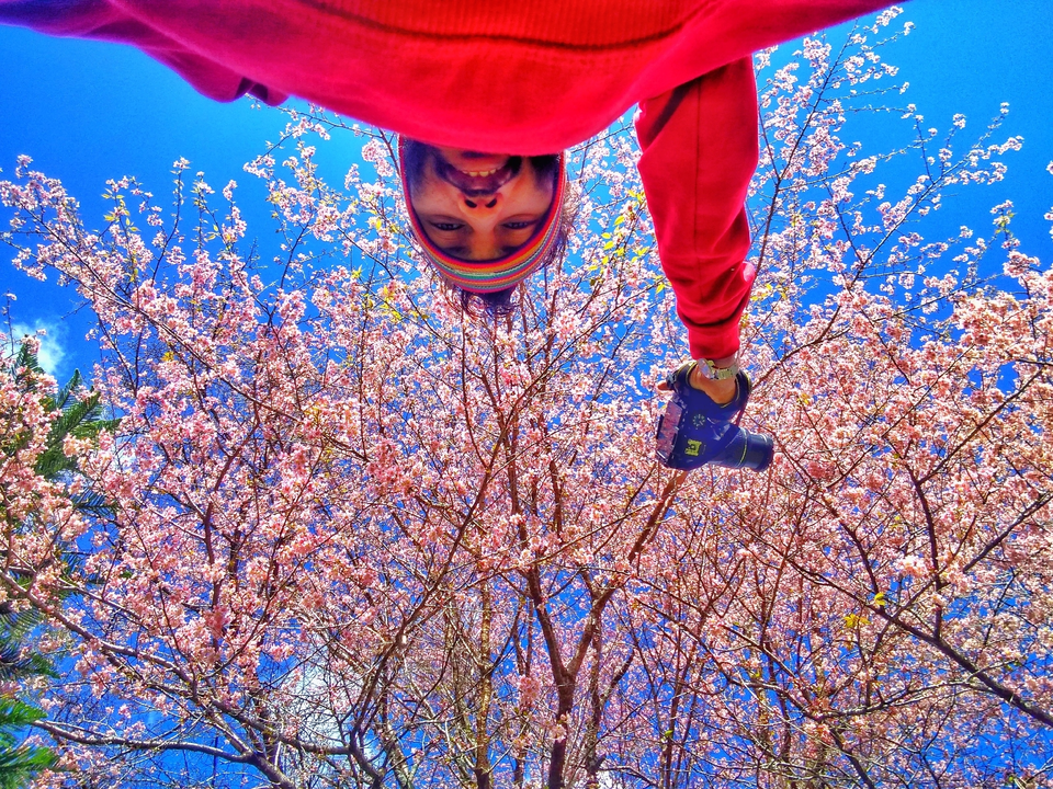 Photo of Every November in Shillong the Valleys come to life with Cherry blossoms. 1/11 by Rohit Kumar Gupta