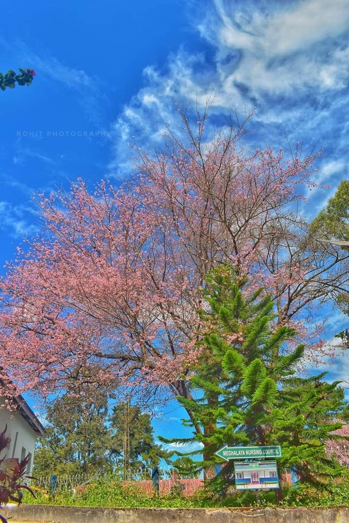 Photo of Every November in Shillong the Valleys come to life with Cherry blossoms. 3/11 by Rohit Kumar Gupta