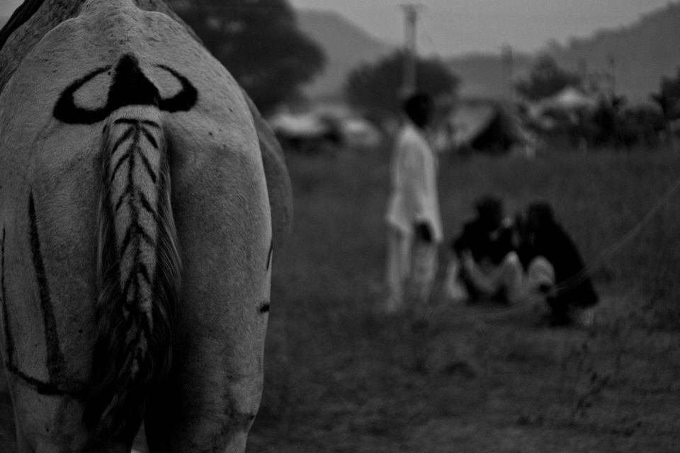 Photo of The Sands of Pushkar by karan kapil