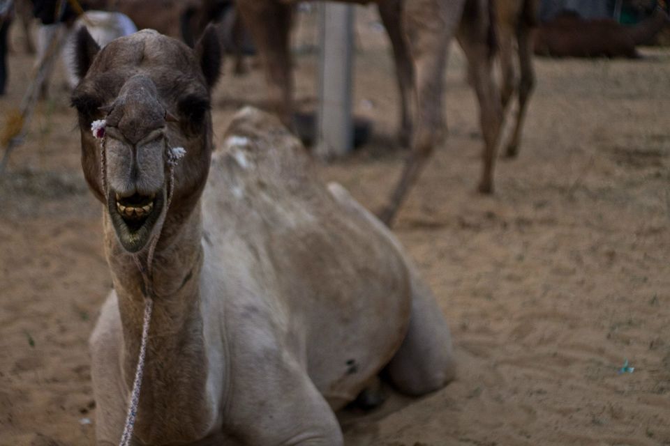 Photo of The Sands of Pushkar by karan kapil