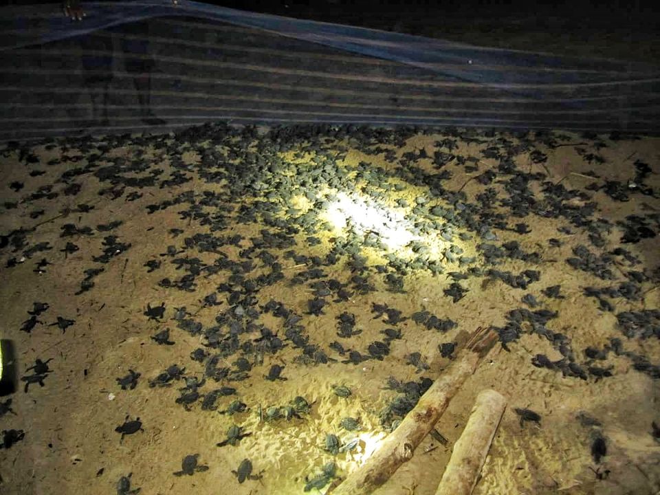 Photo of Odisha, India by Moumita Arikithota
