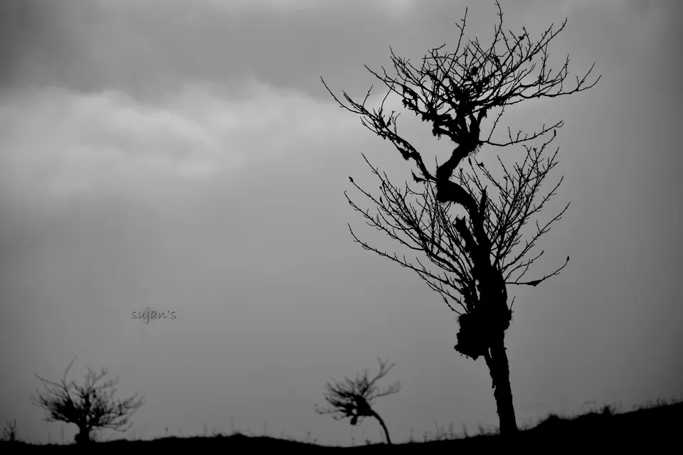 Photo of Tonglu, Tonglu, Singalila Forest, West Bengal 734221 by Sujan Dey