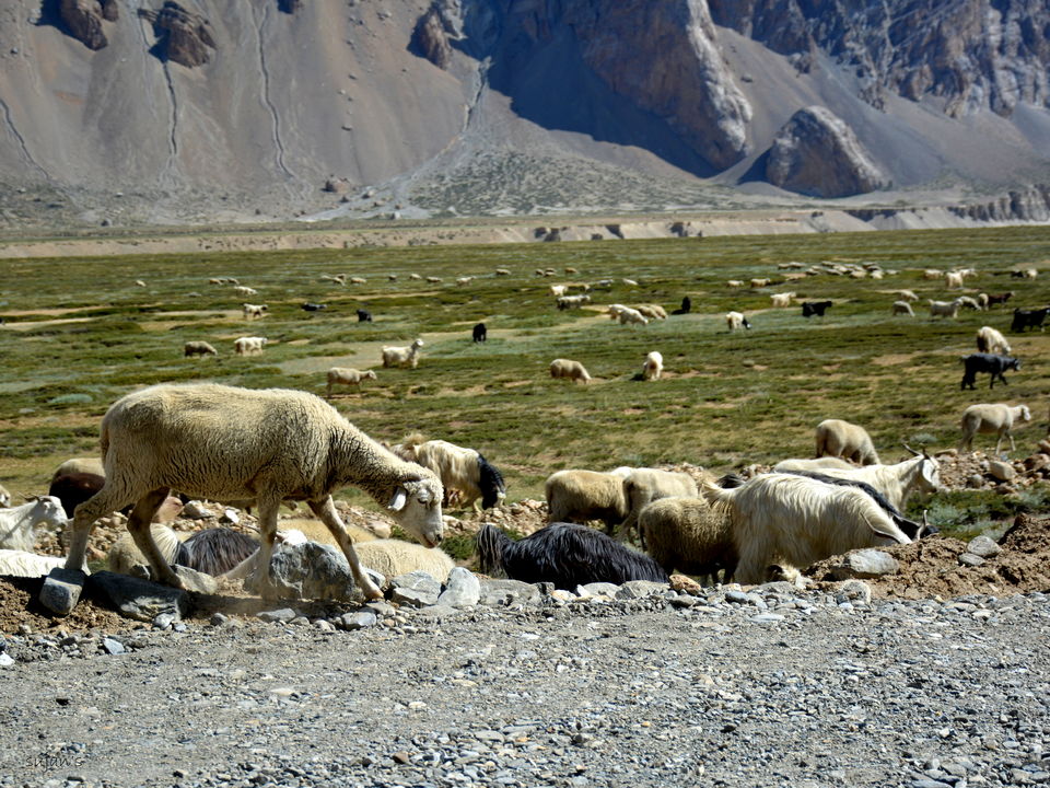 Photo of Ladakh: Little Tibet nd it's mystic landscapes 30/56 by Sujan Dey