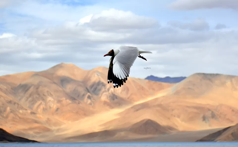 Photo of Tso Moriri by Sujan Dey