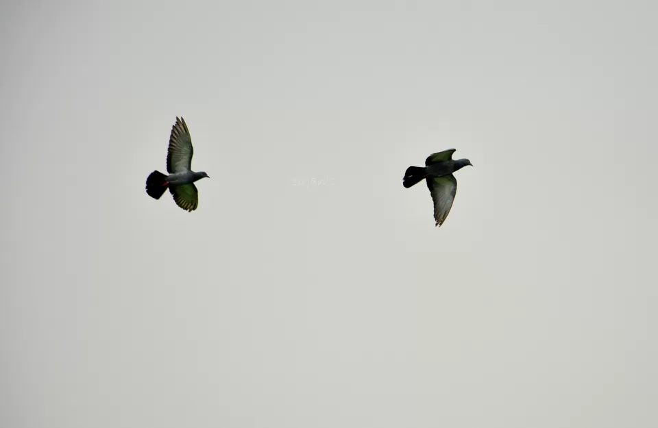 Photo of Chandanwari, Pahalgam by Sujan Dey