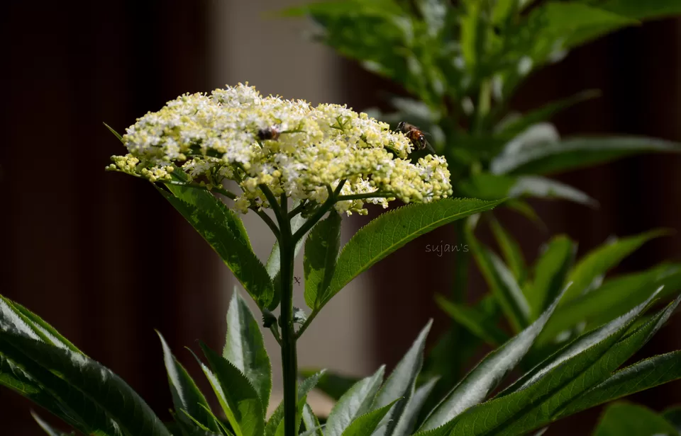 Photo of Chandanwari, Pahalgam by Sujan Dey