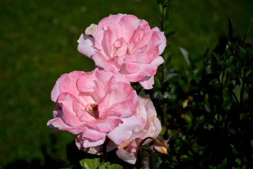 Photo of Chandanwari, Pahalgam by Sujan Dey