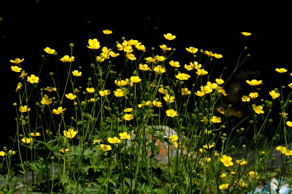 Photo of Chandanwari, Pahalgam by Sujan Dey