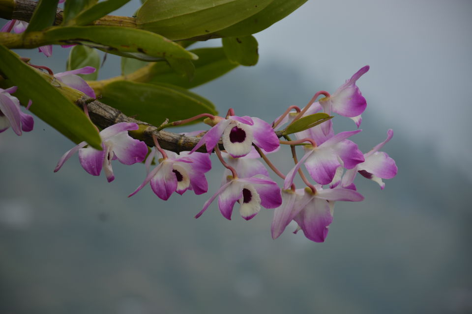 Photo of Sirikhola: Steps to nature 7/8 by Sujan Dey