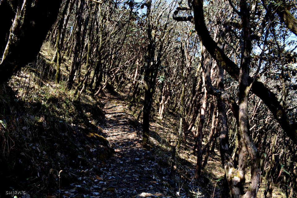 Photo of Trek that changed my Life : Sandakphu & Phalut 30/57 by Sujan Dey