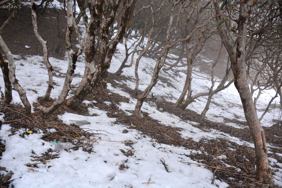 Photo of Trek that changed my Life : Sandakphu & Phalut 38/57 by Sujan Dey