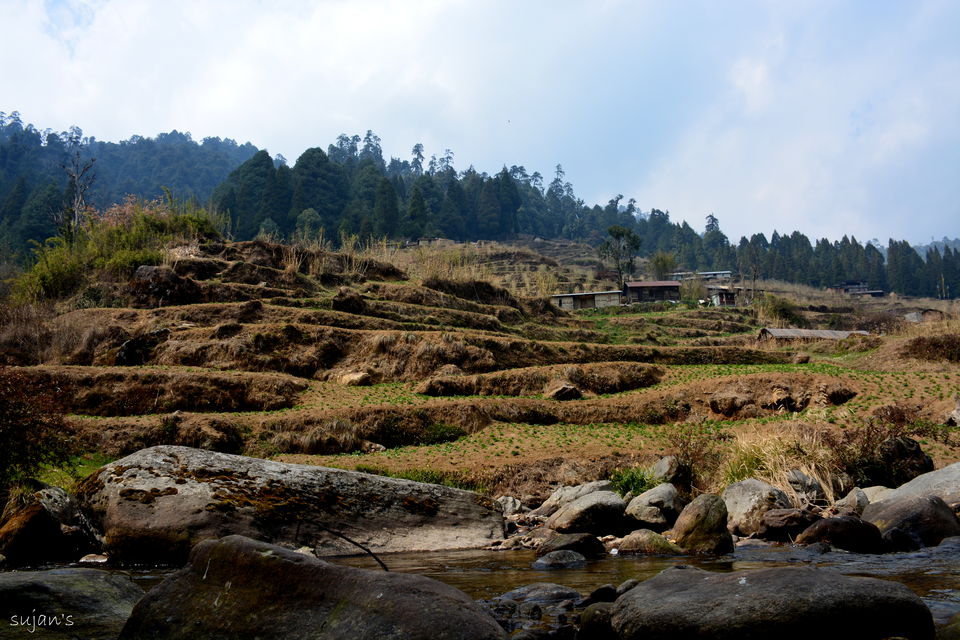 Photo of Trek that changed my Life : Sandakphu & Phalut 52/57 by Sujan Dey