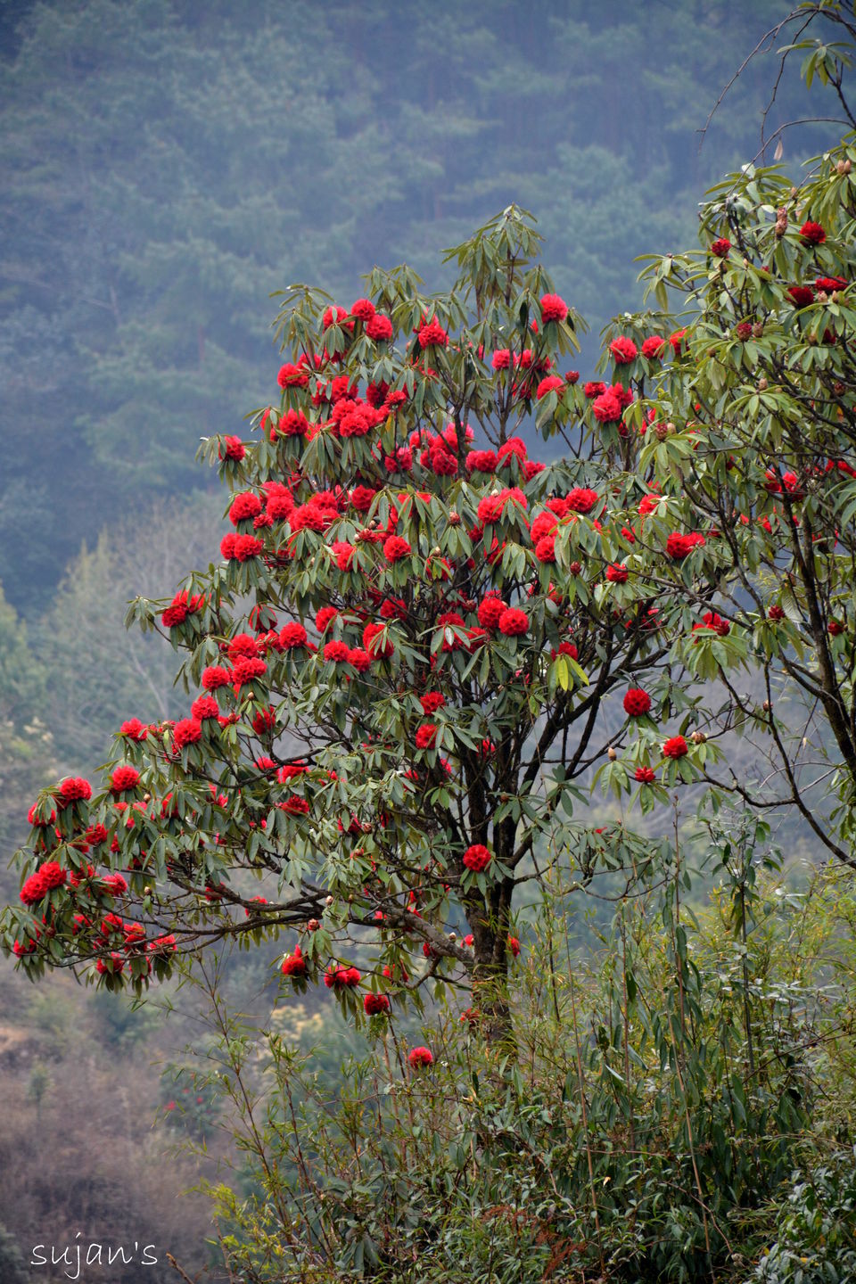 Photo of Trek that changed my Life : Sandakphu & Phalut 54/57 by Sujan Dey