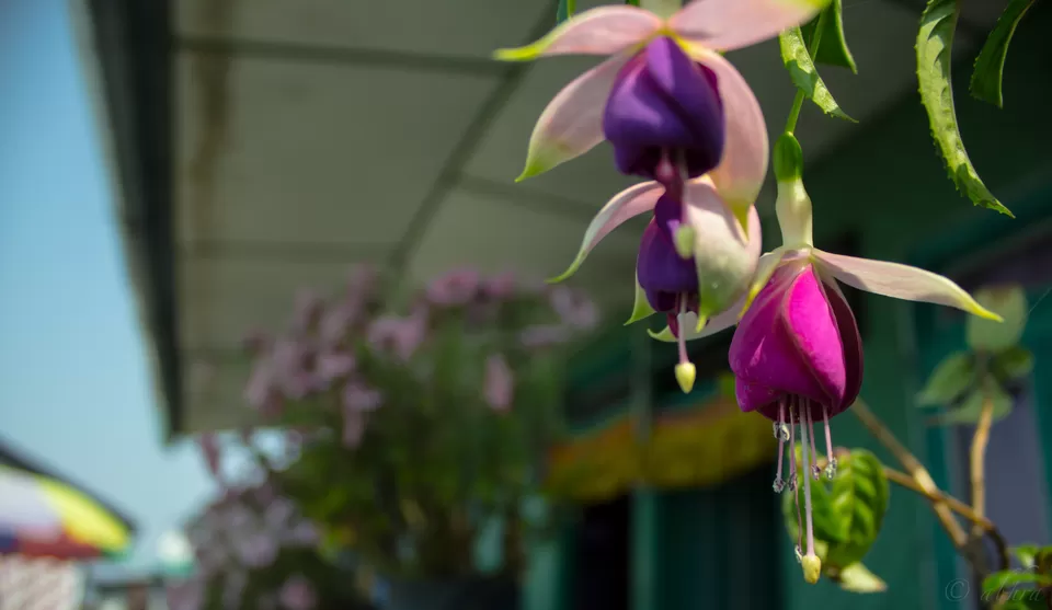 Photo of Icche Gaon, West Bengal, India by Abhra Ghosh