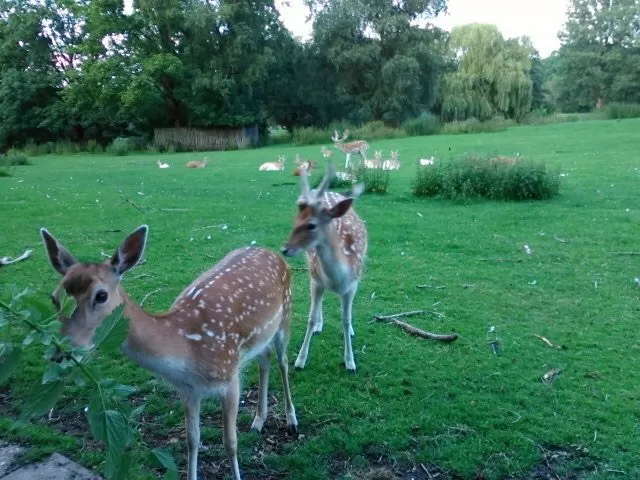 Photo of Rotterdam, Netherlands by Thebohemiangirll