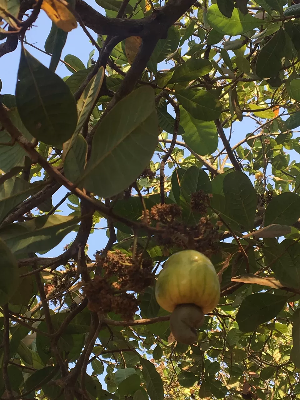 Photo of Dudhsagar Falls, Sonaulim, Goa, India by Omkar Nilapwar