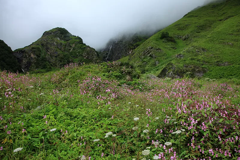 Photo of Valley of Flowers National Park, Chamoli, Uttarakhand, India by Aji Jayachandran