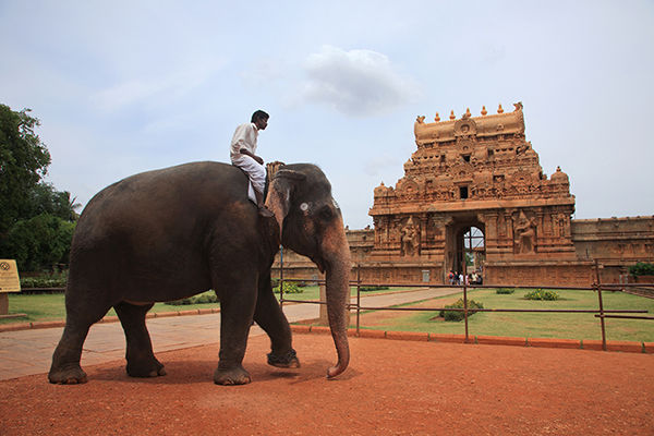 Photo of Going through the Shaivist past of the Cholas 1/15 by Aji Jayachandran