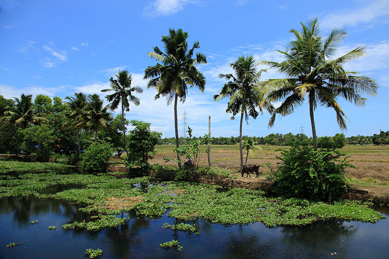 Kerala Backwater Cruise: Backwater Cruise Through The National Waterway ...