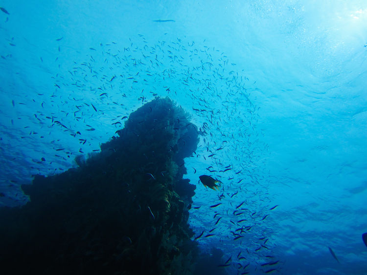 Photo of Diving With Fishes: Experiencing Bali Underwater 2/9 by Gina And Daniel