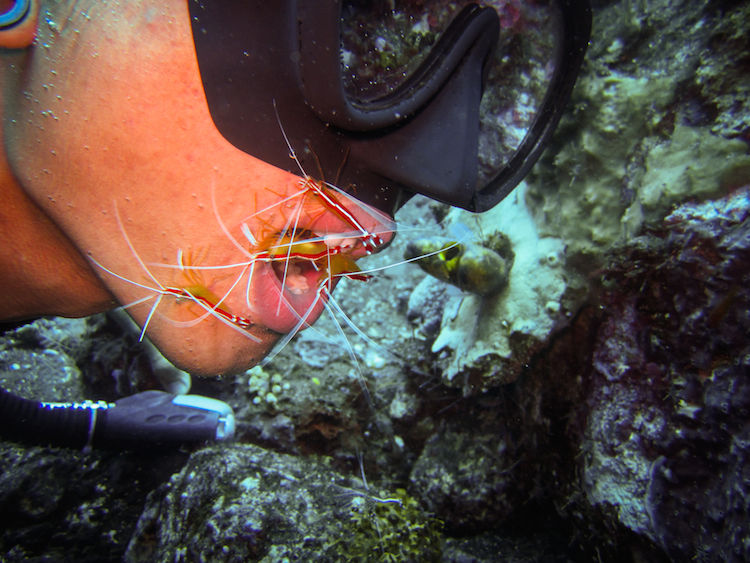 Photo of Diving With Fishes: Experiencing Bali Underwater 3/9 by Gina And Daniel