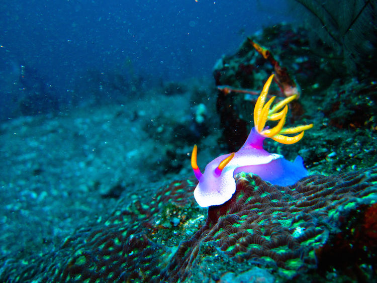 Photo of Diving With Fishes: Experiencing Bali Underwater 4/9 by Gina And Daniel