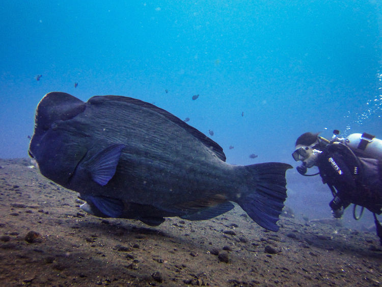 Photo of Diving With Fishes: Experiencing Bali Underwater 7/9 by Gina And Daniel