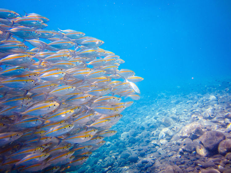 Photo of Diving With Fishes: Experiencing Bali Underwater 8/9 by Gina And Daniel