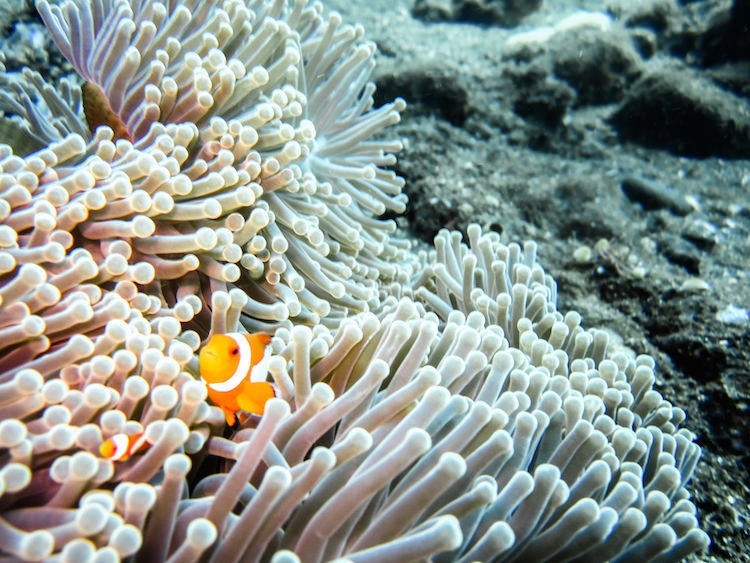 Photo of Diving With Fishes: Experiencing Bali Underwater 9/9 by Gina And Daniel