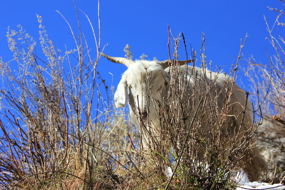 Photo of A Trip to Heaven - Himachal 17/20 by Divas Mittal