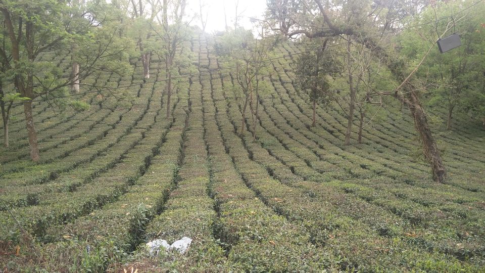 Photo of Solo Wandering in Bir, Palampur & Parvati Valley by Divas Mittal