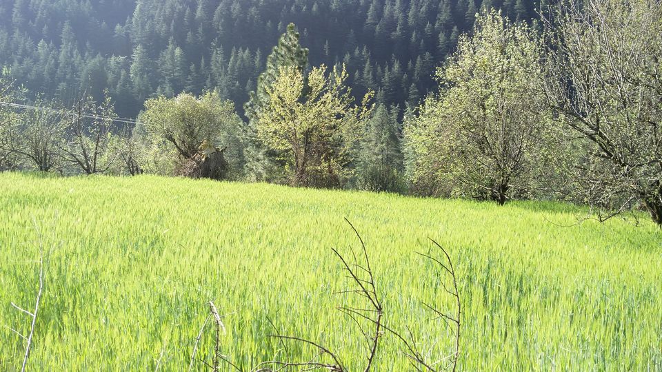 Photo of Solo Wandering in Bir, Palampur & Parvati Valley by Divas Mittal