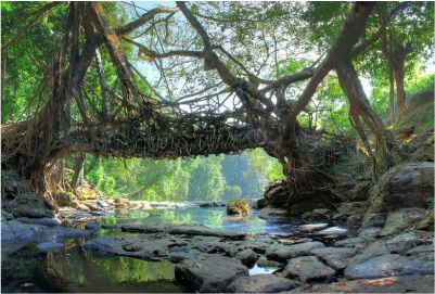 Photo of Tourist Places In Meghalaya 4/5 by Pankti Shah
