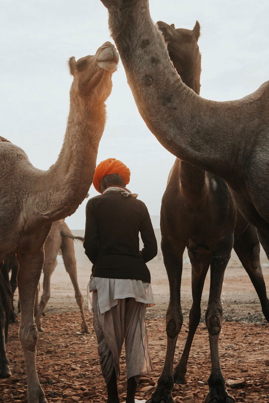 Photo of Pushkar, Rajasthan, India by karan patel