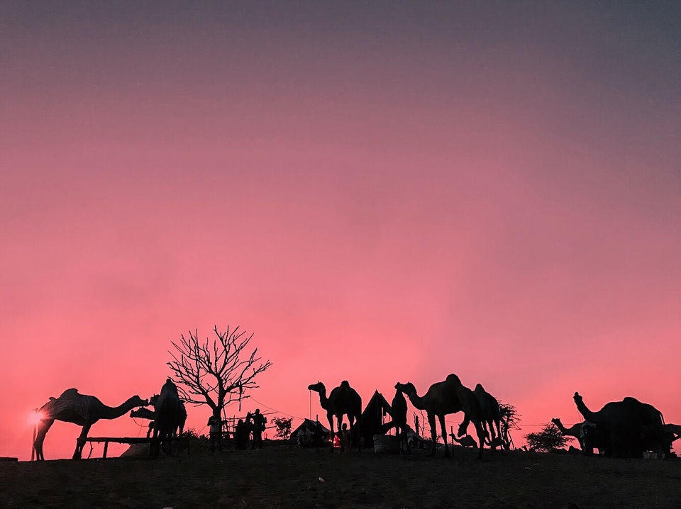 Photo of Pushkar, Rajasthan, India by karan patel